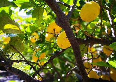 pianta di limoni